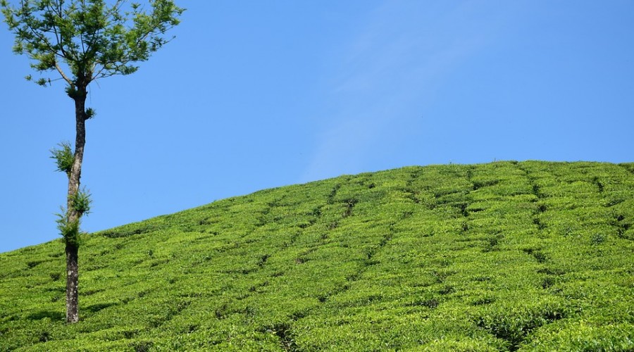 Pallivasal Tea Estate, Munnar