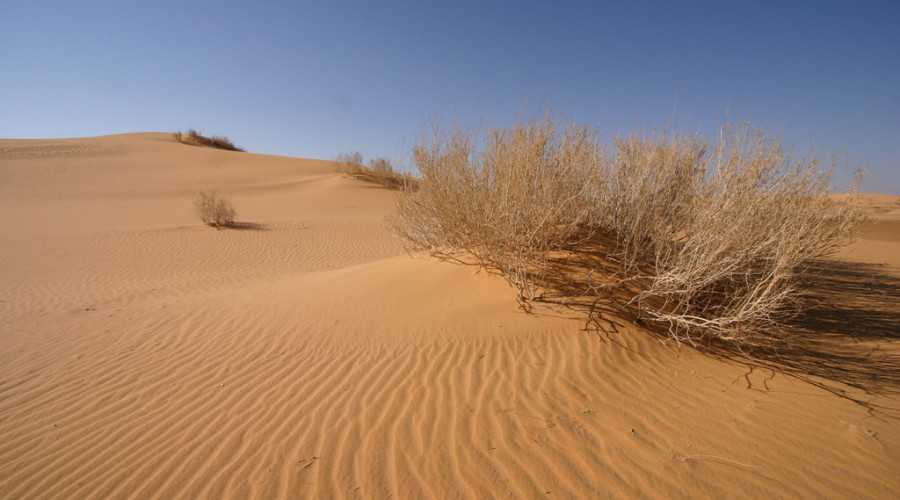 The Arabian Desert