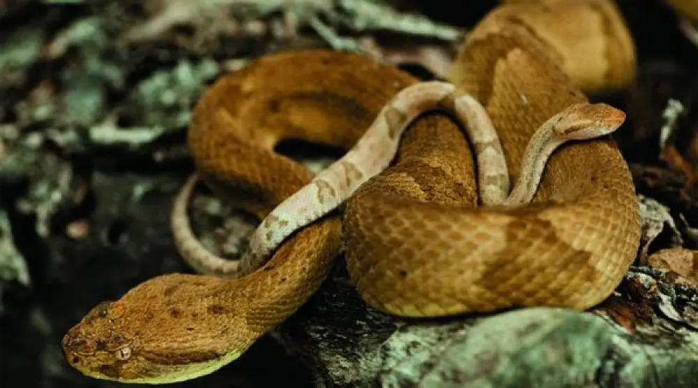 Golden lancehead snake coiled on a branch