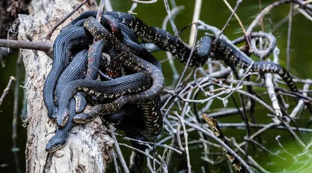 Black snakes coiled in a dry bush