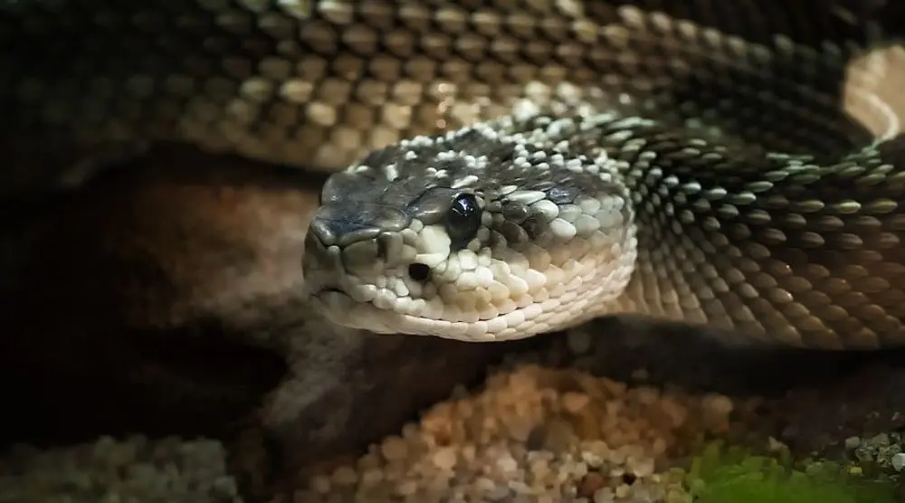Snake resting among rocks