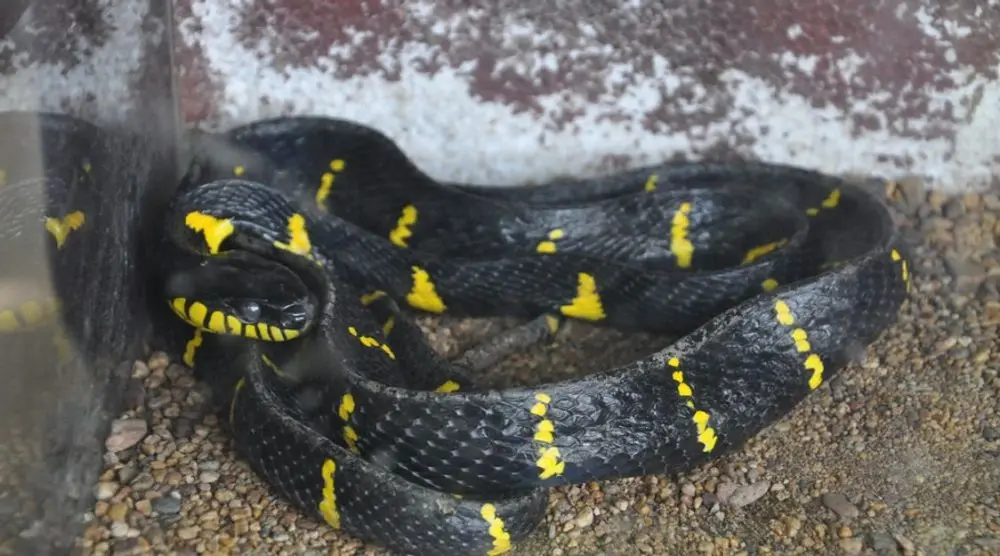 Black-and-yellow snake coiled on the ground