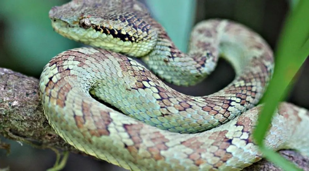 Green pit viper coiled on a branch
