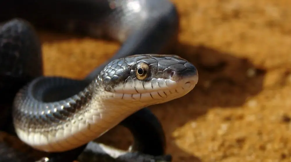 Dark snake with its head raised
