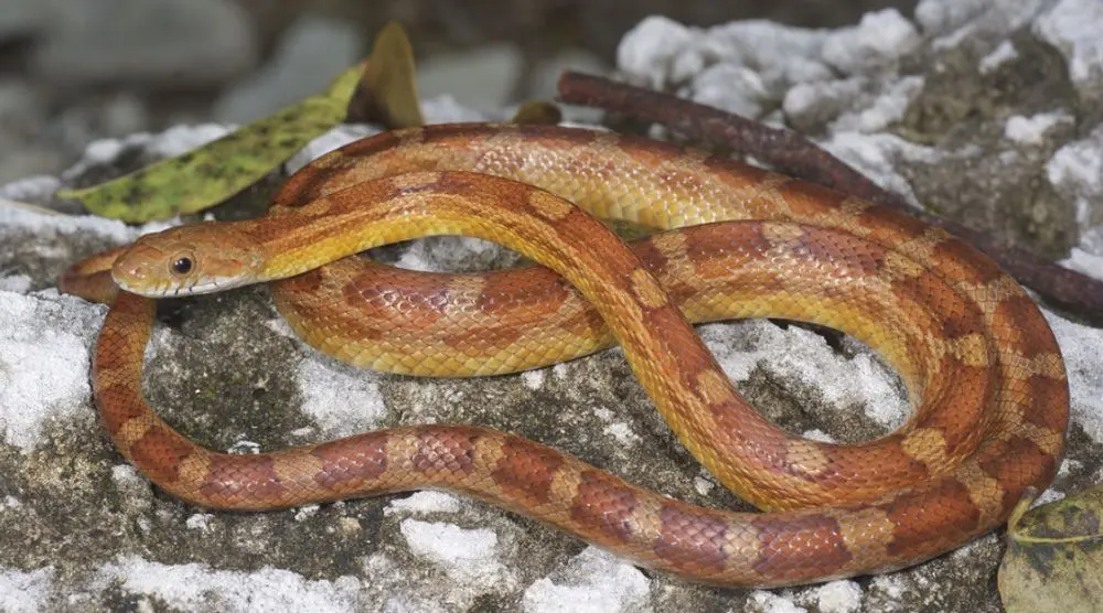 Orange snake on a rock