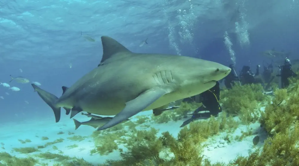 Bull shark swimming over the seabed
