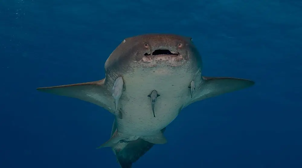 Nurse shark seen from below