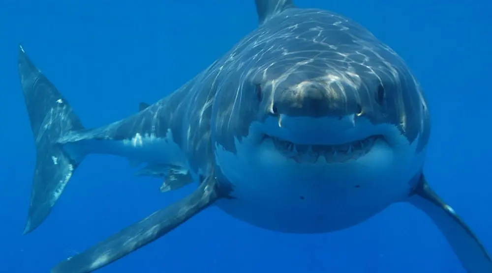 Great white shark facing the camera