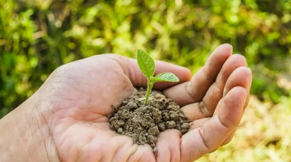 Seedling in a handful of soil