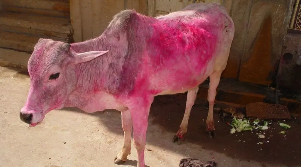 Cow coloured pink with festival powder