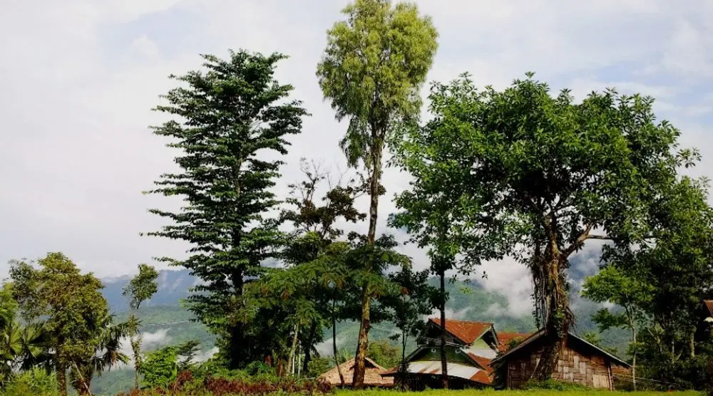 Tall trees and village houses in Longwa