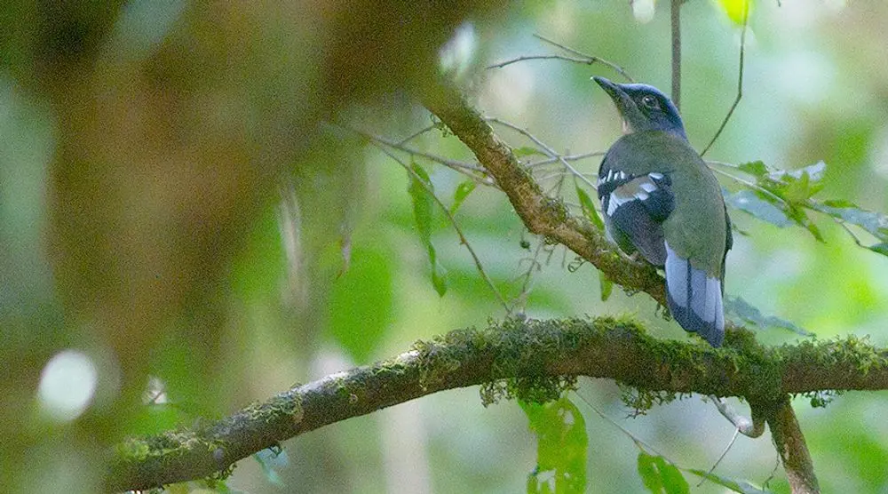 Blue bird perched on a mossy branch