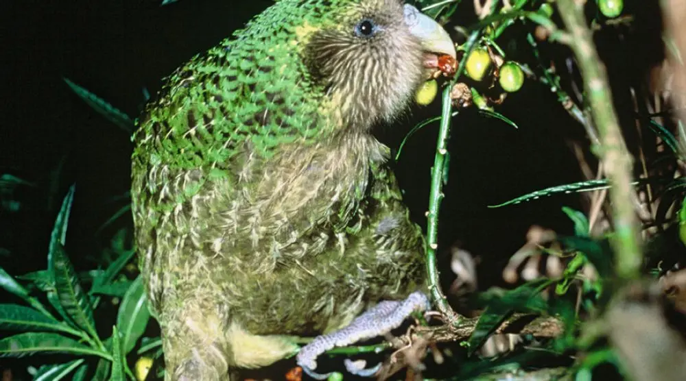 Green kakapo parrot feeding on berries