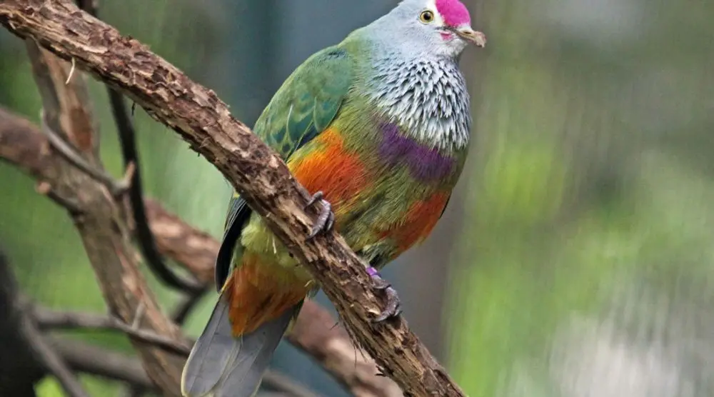 Colourful fruit dove perched on a branch