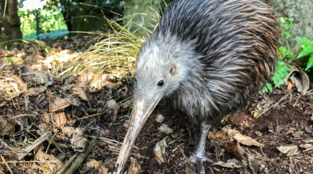 Kiwi foraging on the forest floor