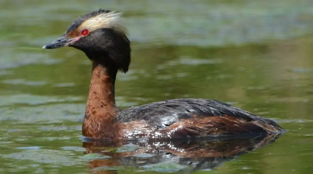 Grebe swimming on calm water