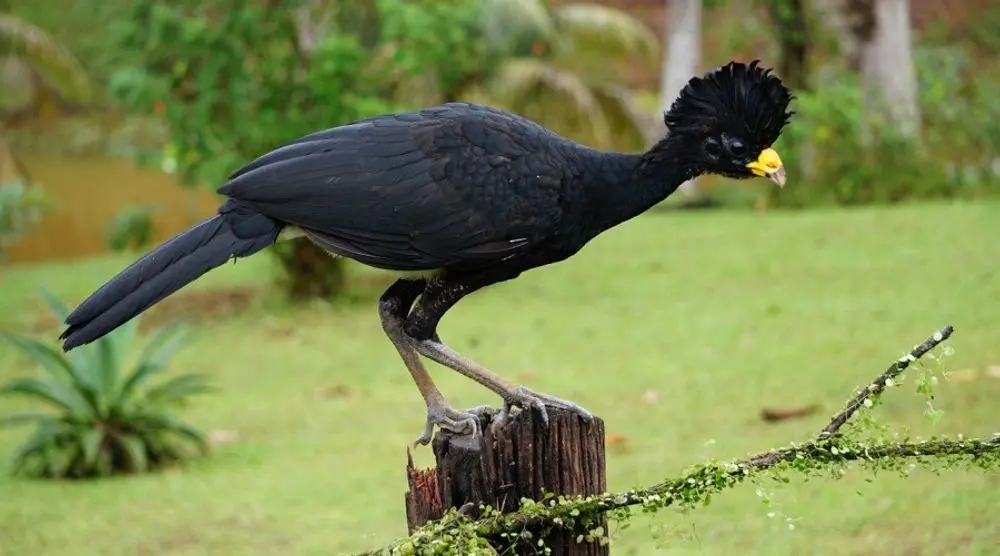 Black great curassow perched on a post