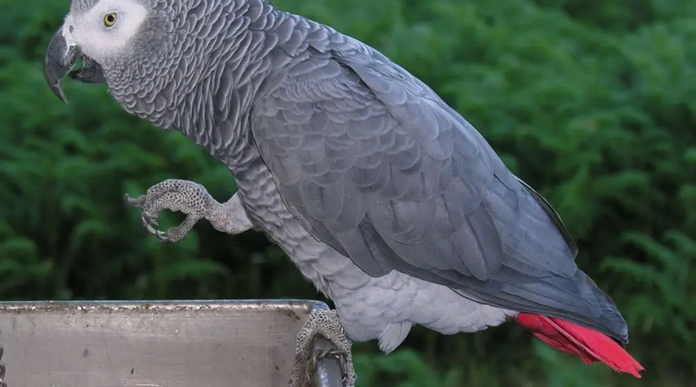 African grey parrot with a red tail