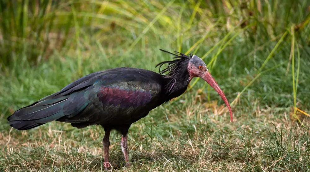 Northern bald ibis walking through grass