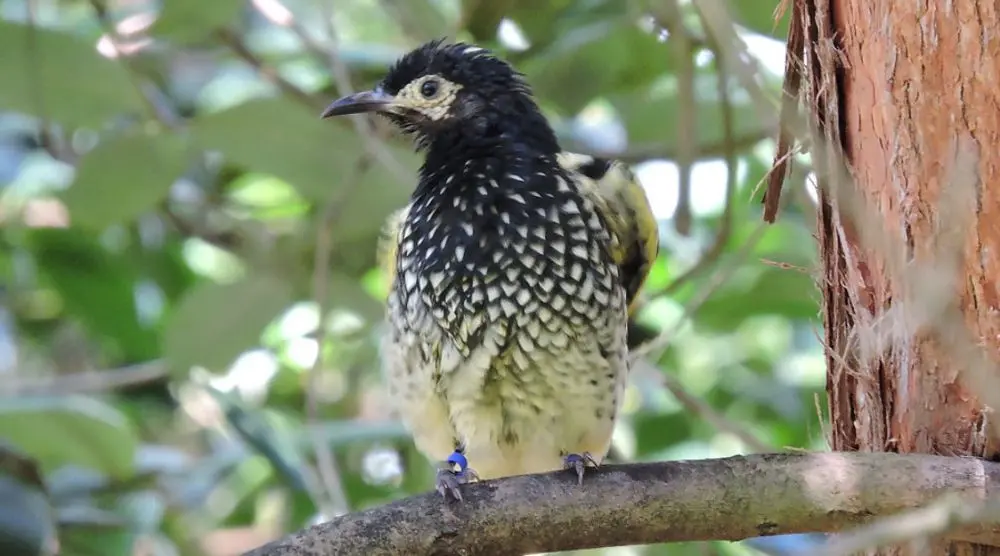 Regent honeyeater perched on a branch
