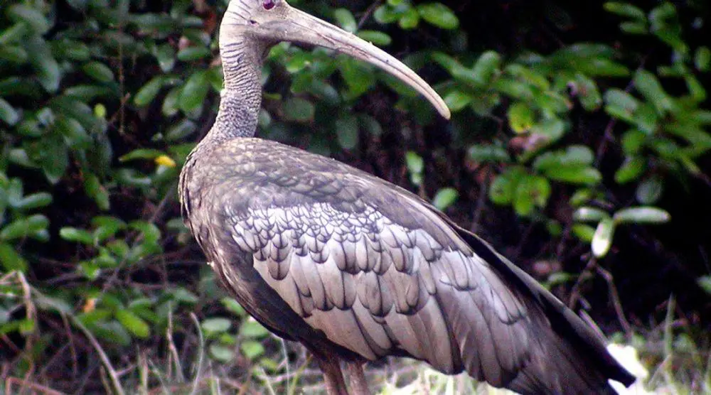 Giant ibis with its long curved bill
