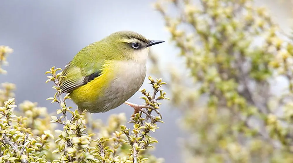 Small green-and-yellow wren in a shrub
