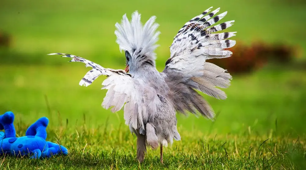 Kagu spreading its barred wings on grass
