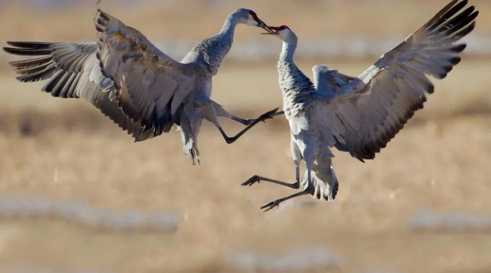 Two cranes leaping in a courtship dance