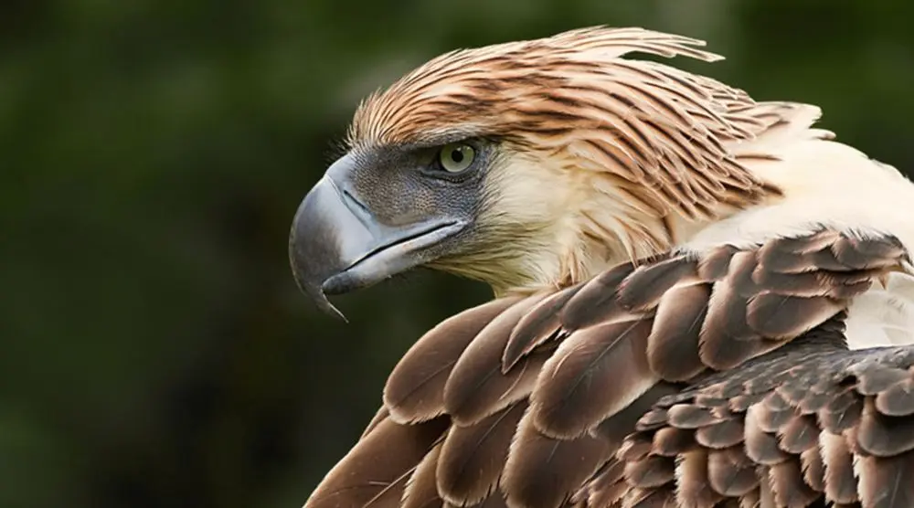 Philippine eagle with its shaggy crest