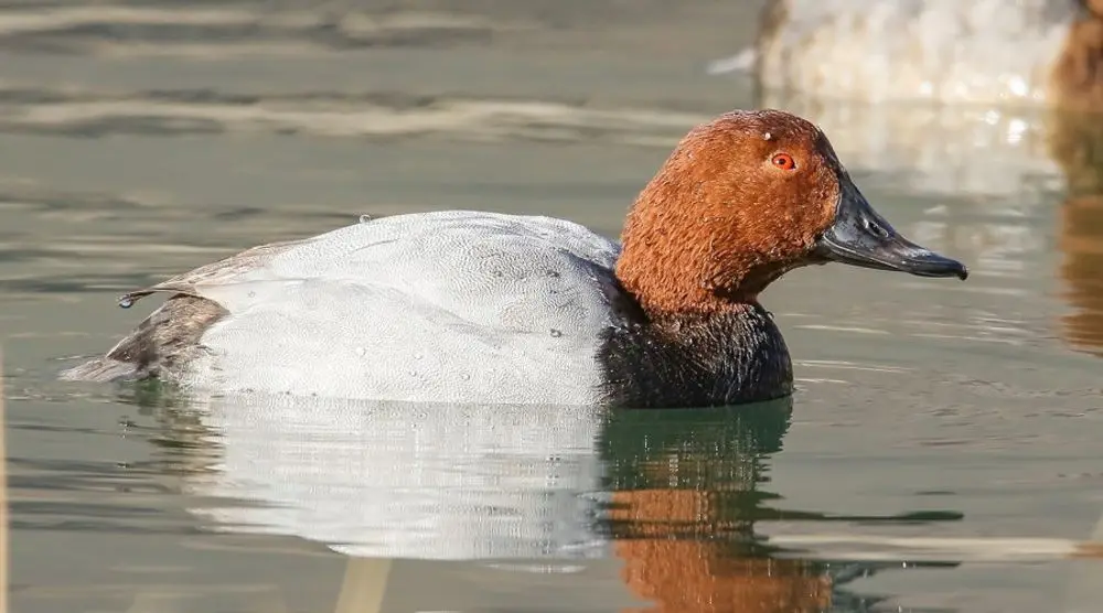 Diving duck with a red-brown head on water