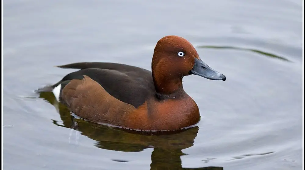 Ferruginous duck swimming