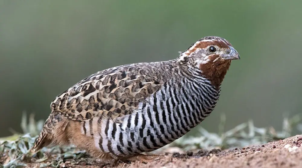 Rock bush quail on the ground