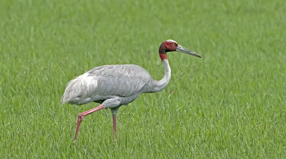 Sarus crane walking through green grass