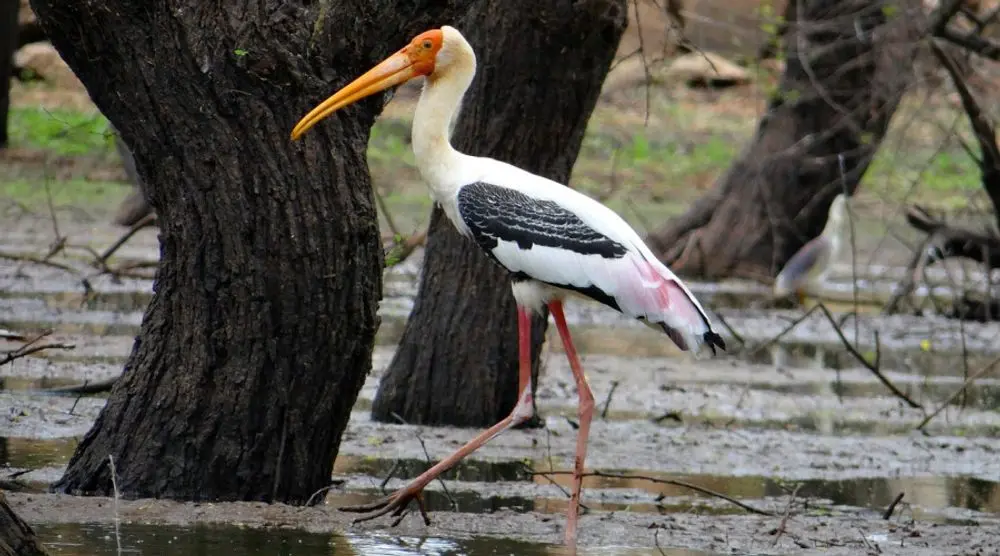 Painted stork wading in a wetland
