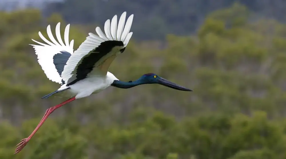 Black-necked stork in flight