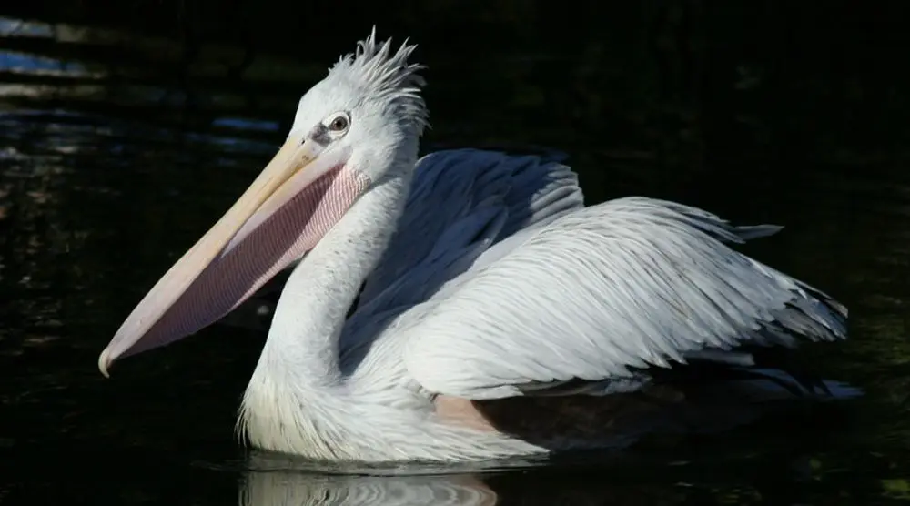 Pelican swimming with its pouched bill