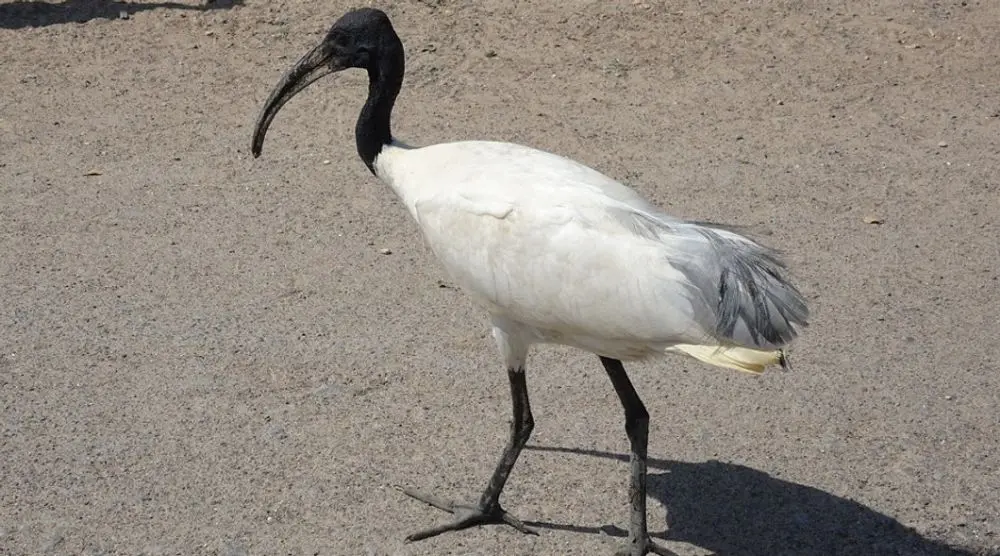 Black-headed ibis walking on a path