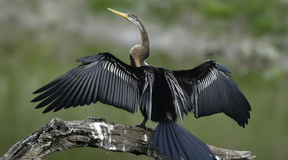 Oriental darter drying its wings on a branch