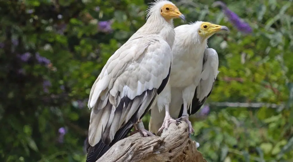 Pair of Egyptian vultures