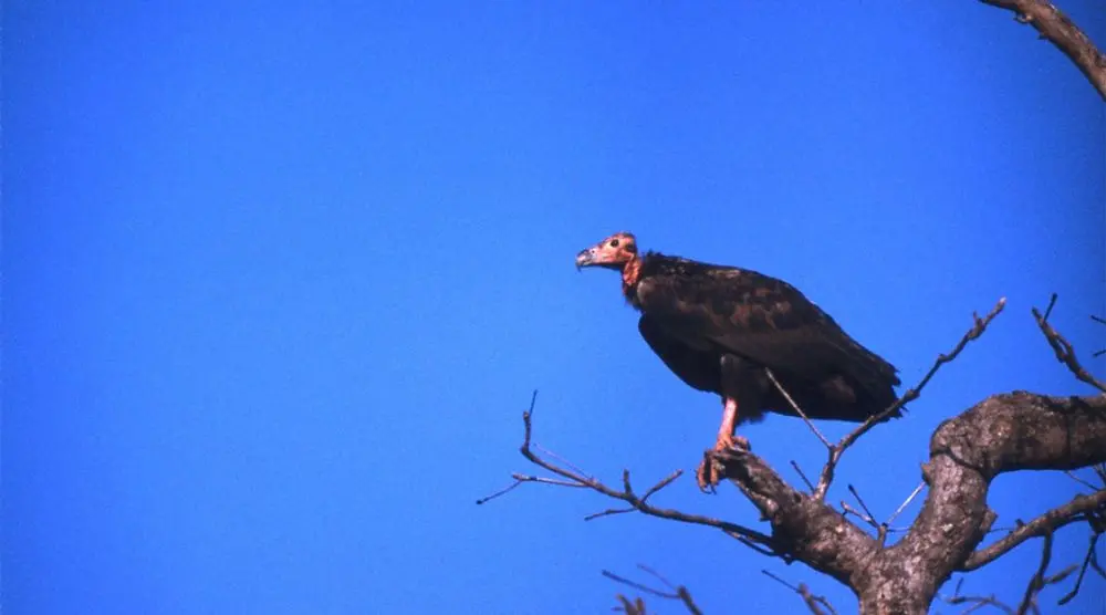 Red-headed vulture perched against a blue sky