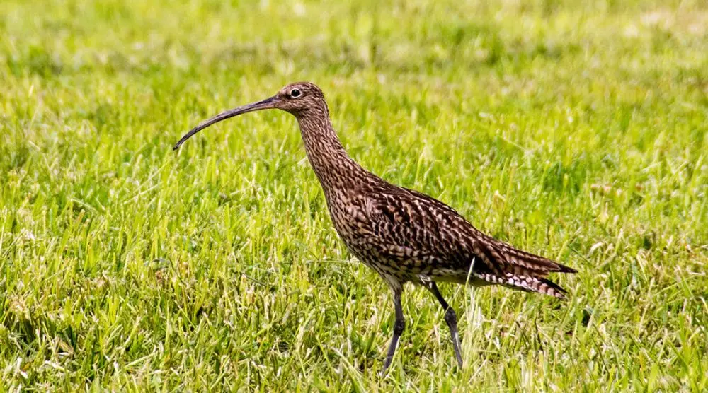 Eurasian curlew with its long curved bill