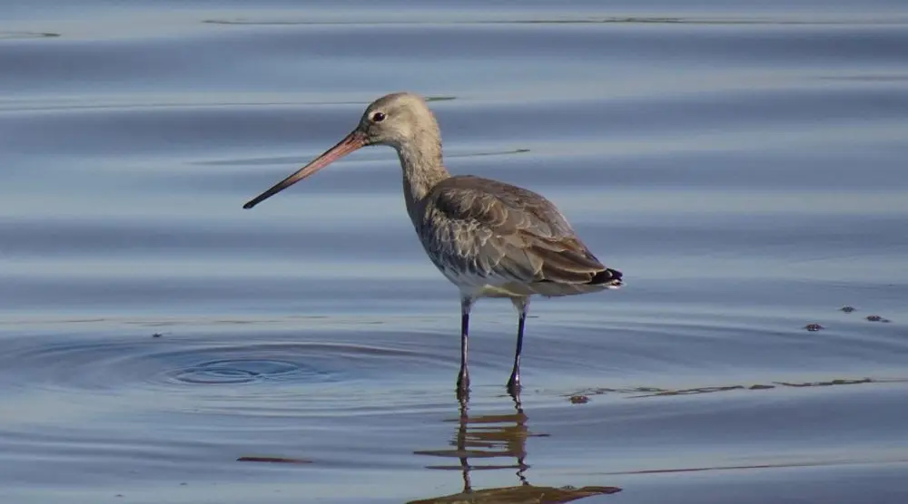 Black-tailed godwit wading