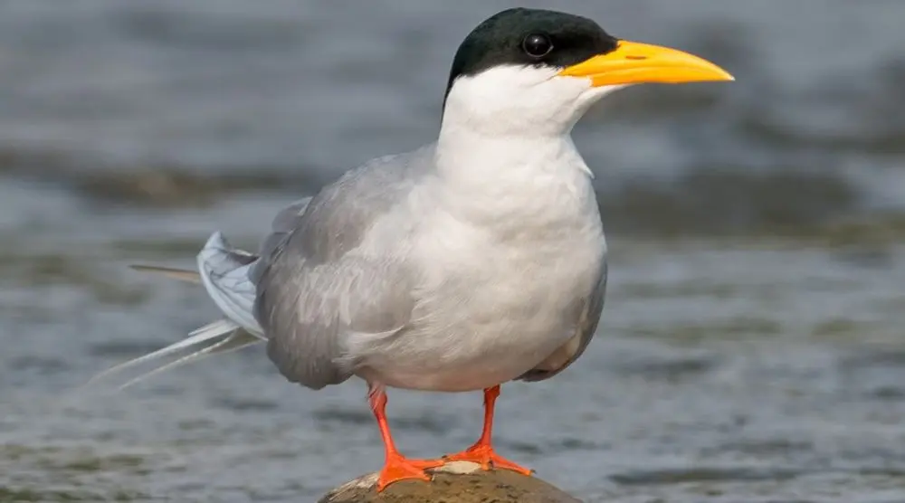 River tern with a bright yellow bill