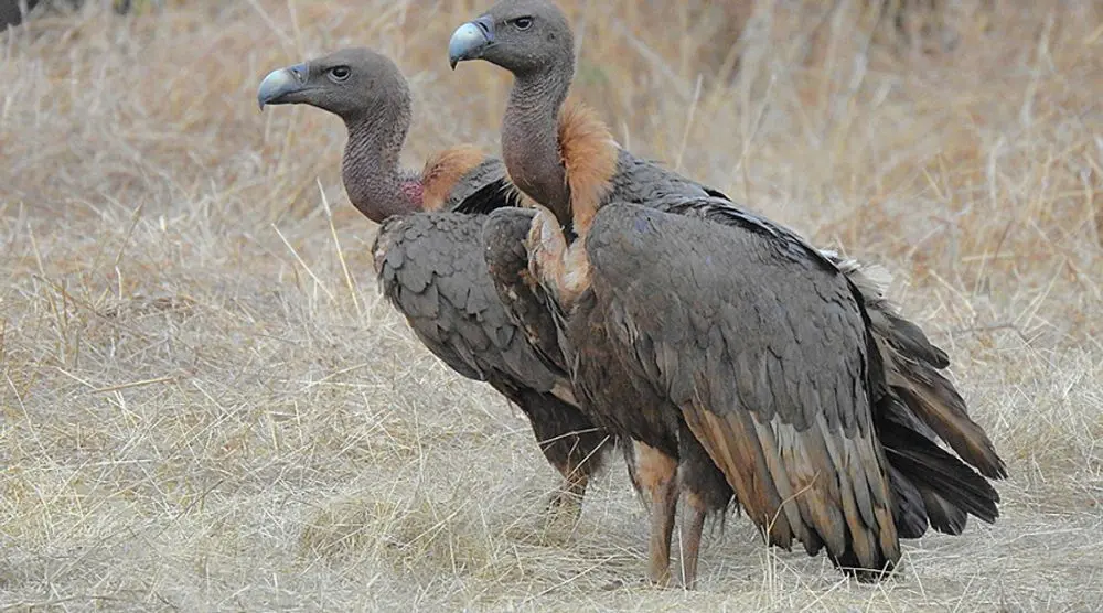 White-rumped vultures standing together