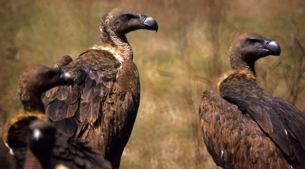 Indian vultures perched in dry grass