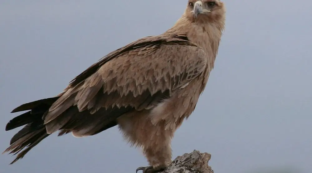Tawny eagle perched on a rock
