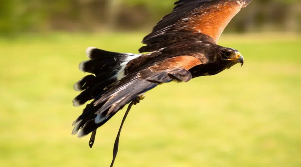 Hawk with chestnut wings in flight