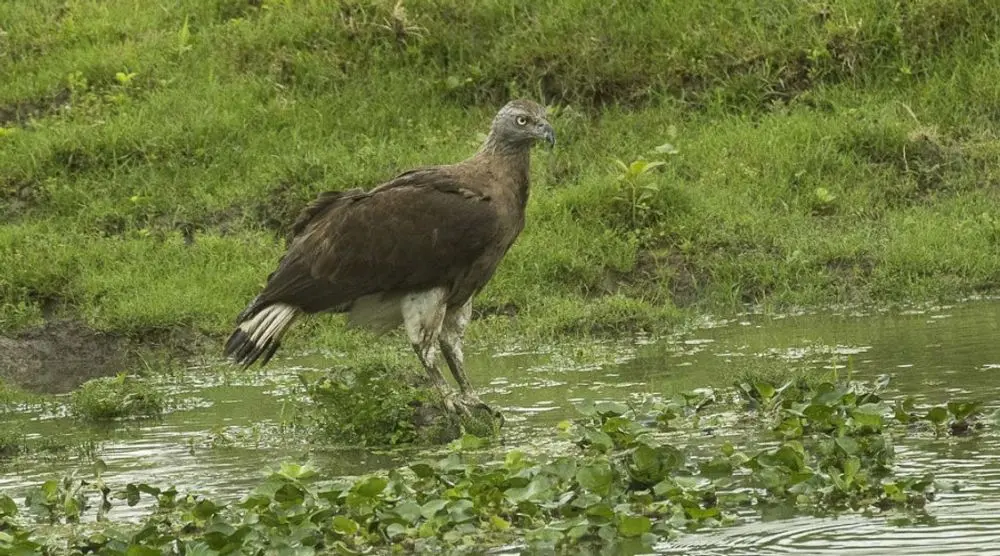 Grey-headed fish eagle standing in a marsh