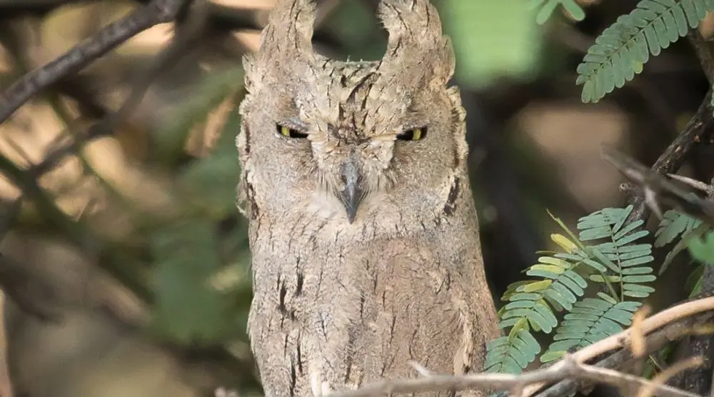 Pallid scops owl camouflaged against a tree