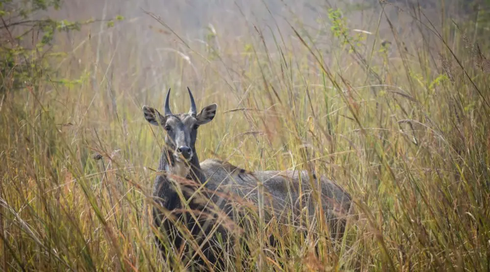 Goat-antelope standing in tall grass